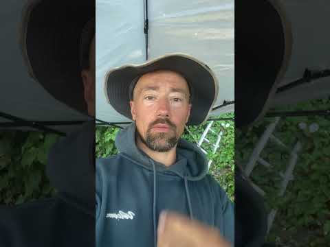 How to repair bare patches in grass - DIY Lawn Repair #lawn #grass #lawnhacking