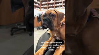 #dog #boxerlove #ilovemyboxer #boxerfamily #puppy #cutedog
