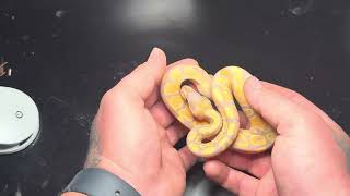 UPDATE on 2025 ball python clutch