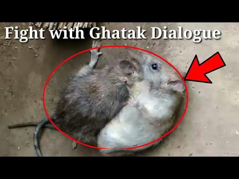 Rats Fights With Ghatak Dialogue,Ghatak,Sunny deol,Sato ko ek sath marunga,Full Fight