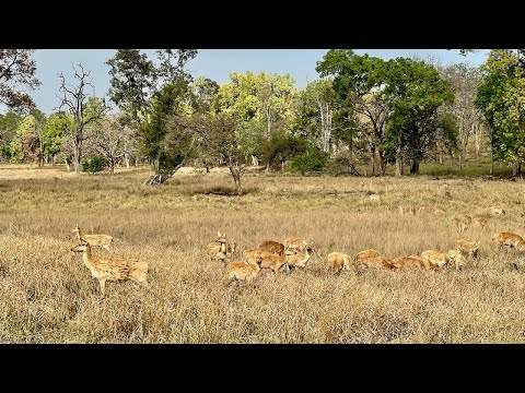A stag mob at Kanha