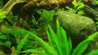First month of the dirted tank