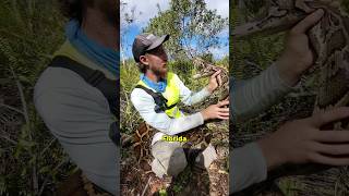 python invasion in Florida