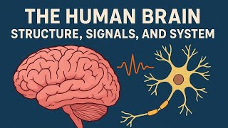 The Human Brain: Structure, Signals, and System | Neuroscience Explained