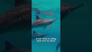 Dolphins have their names!! #didyouknow #funscience #learning #mindblown #sciencefacts #quickscience