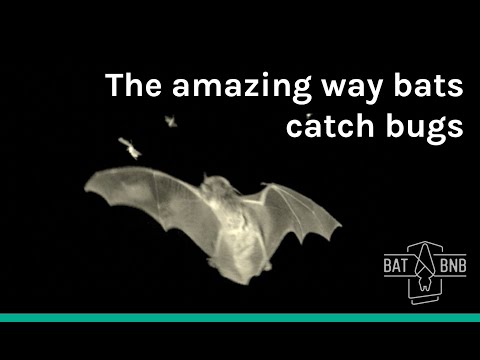 How do bats catch bugs?