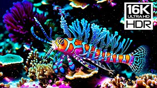 ✨ Symphony of the Deep – 16K HDR Ultra HD – Colors Beyond the Ocean Floor
