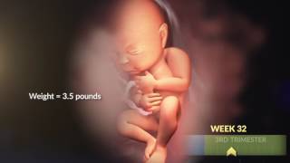 Your Growing Baby's Changes in the Third Trimester | WebMD