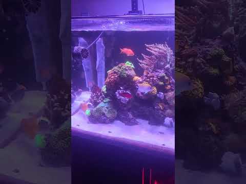 breakfast on the reef 11/7
