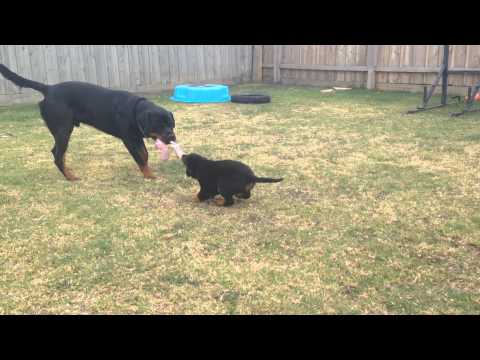 Puppy Rottweiler Tug of War !!!