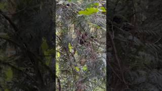 I Caught Bigfoot on Camera on Vancouver Island #bigfoot