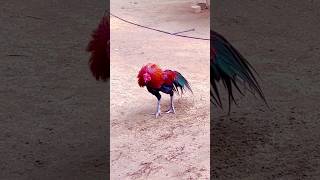 it's time for great #kattutharai #rooster
