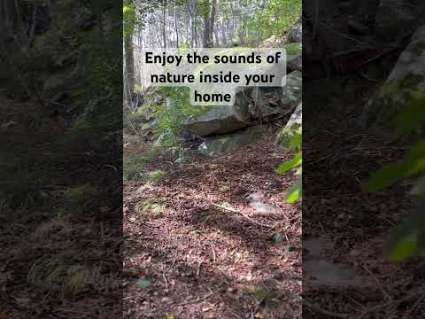 Subscribe for ambient tv screen for cozy autumn nights 🍂 and nature sounds #ambient #ambientdisplay