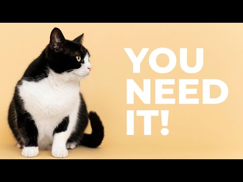 Unlocking The Mysteries Of Your Feline Friend: Fun And Fascinating Facts About Cats | Animal Club