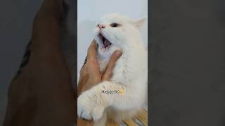Grumpy Cat Loves To Bite😅 #grumpycat #funnycat #cutecat