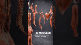 These Are the Muscle Layers of Your Back
