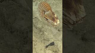 It’s safe to say we’re obsessed with the #Palau #Nautilus!