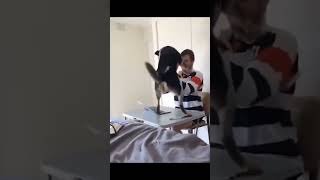 Vidéos d'animaux drôles 2022 😂 - Vidéos de chiens et de chats les plus drôles 😺😍 - Compilation