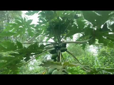 My passion for growing fruit trees