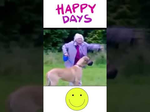 Funny animals