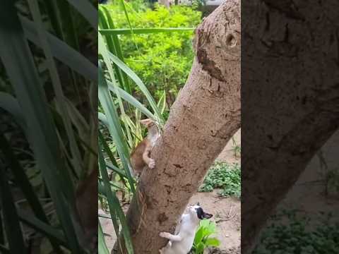 Kitten try climbing tree  | #shorts #funny #cute #catvideo #babbycat #kitten #kittens #treeclimbing