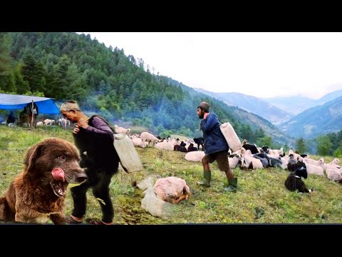 The Gurung community in the himalayan region of Nepal is a traditional profession of sheep rearing