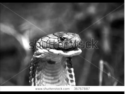 dj tawhai vs snake pit