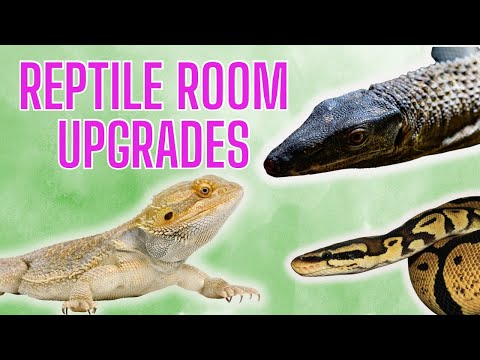 REPTILE ROOM UPGRADES AND UPDATES!