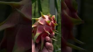 #dragon #ViralShorts#TrendingOnYouTube#dragonball #TrendingShortsNow#viralvideo #dragon #nature