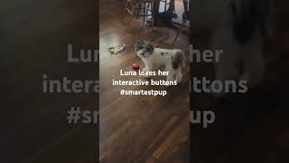 Finally got Luna using her voice interactive button for hungry!