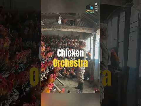 China’s Wildest Chicken Farm: Free-Range on a Whole New Level! #shorts #ytshorts