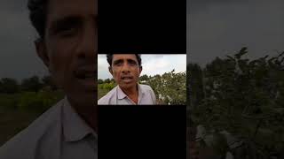 बेगिंग कैसे करे | bagging #guava #naturalfarming #organicfarming #viral #short #bagging #vnr #taiwan