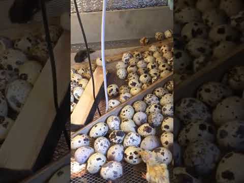 How to hatch eggs in an incubator? 😍 #shorts