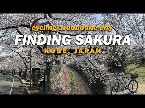 Cycling around the city for some Sakura Spots! | Japan