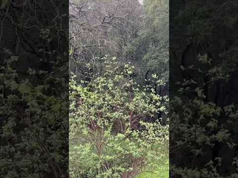 Rain and Wind in the Trees #asmr #asmrsounds #nature #rain #rainsounds #wind