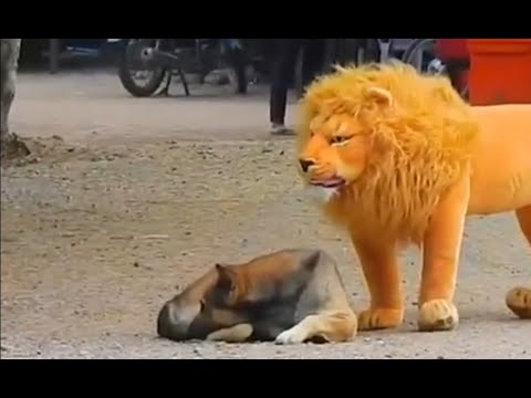 Troll Prank Dog Funny.  Fake Lion and Fake Tiger. Prank To dog. Huge Box Prank to dog.