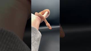 Banana phantom hatchling #ballpython #royalpython #baby #snakes #slowmo #animals #pets #reptiles