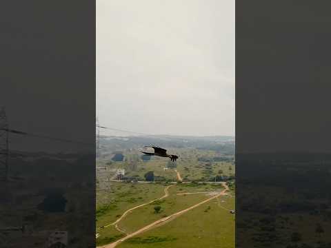 #fpvdrone Flying with the Eagle