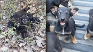 Texas Man Saves 6 Abandoned Puppies From Side Of Road