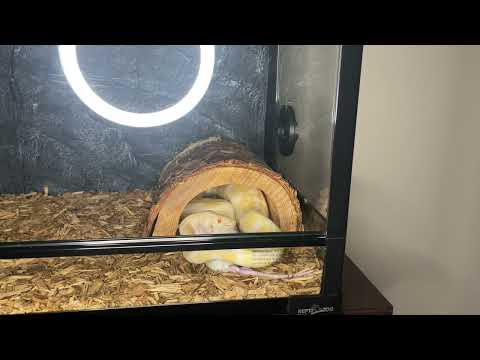 ZEUS LIVE FEEDING