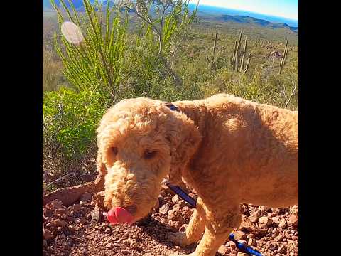 Dog Living His Best Life! #shorts #goldendoodle #dog