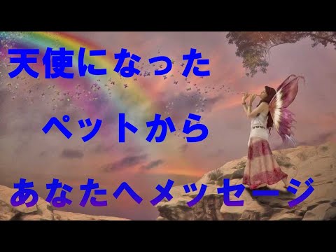 ✨天使になったペットからあなたへメッセージ✨　ルノルマンカード＆オラクルカード