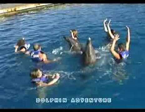 Swimming with Dolphins