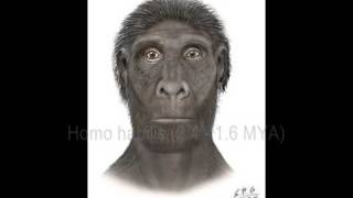 Human Evolution