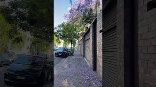 Jacarandas in Moore Park, Sydney Australia #jacaranda #sydneywalk #travel #sydneywalktour #sydney