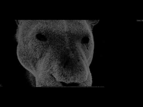 Lion Fur preview with sidefx houdini
