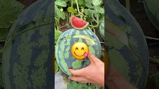 WHAT’S INSIDE THIS WATERMELON SHOCKED US 🍉😱  #mindblown #shorts  #facts