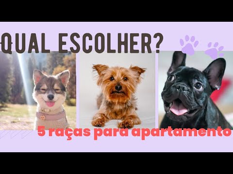 5 Melhores Raças de Cachorro para  Apartamento