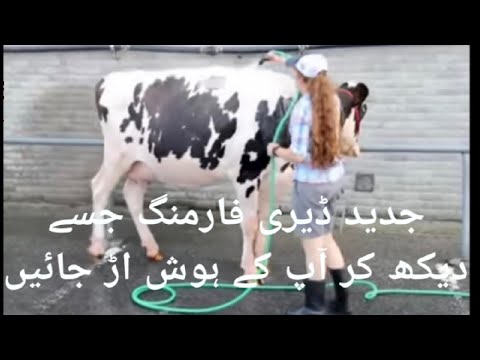 Modern dairy farming of cows and sheep,2021