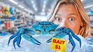 Raising a Bait Shop Crab as a Pet...